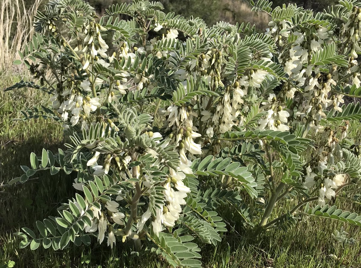 StephenLillieUK's tweet photo. More signs of #CyprusSpring. Looking forward to reopening of 🇨🇾 forest trails next week https://t.co/9pKLLSl2Qp