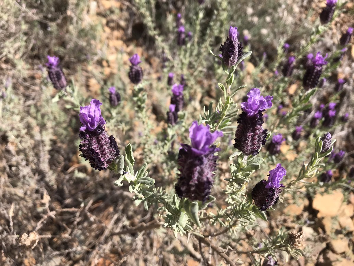 StephenLillieUK's tweet photo. More signs of #CyprusSpring. Looking forward to reopening of 🇨🇾 forest trails next week https://t.co/9pKLLSl2Qp