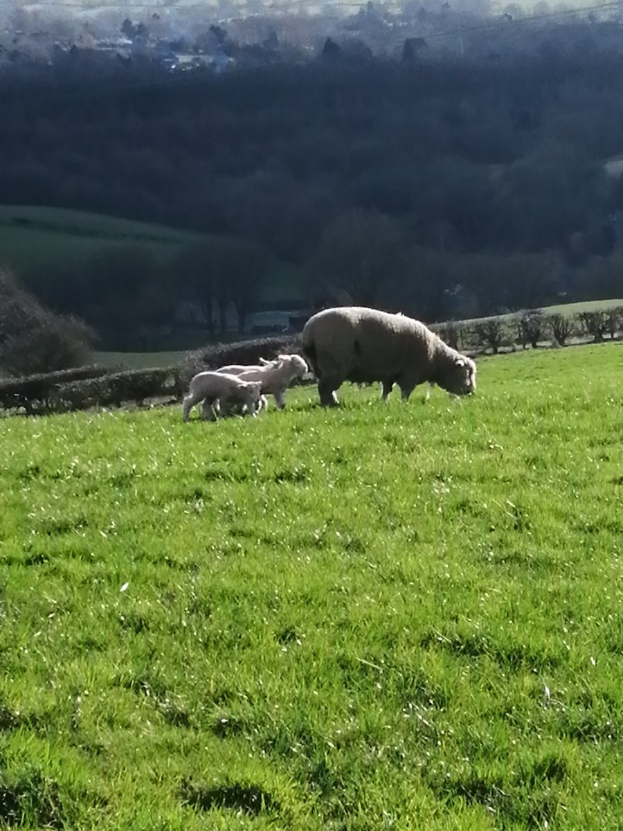 DownTheShire's tweet photo. New life in the shire this morning 🌞 https://t.co/GMEI44zPPH