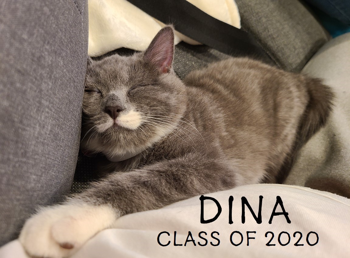 cthumane's tweet photo. "Dina has been doing very well. She pretty much settled in the night we brought her home. Very active with playing and is definitely sweet and always loves to cuddle."
#CHSalumni #AdoptionUpdate #LookAtThatMustache https://t.co/7zF3slukLi