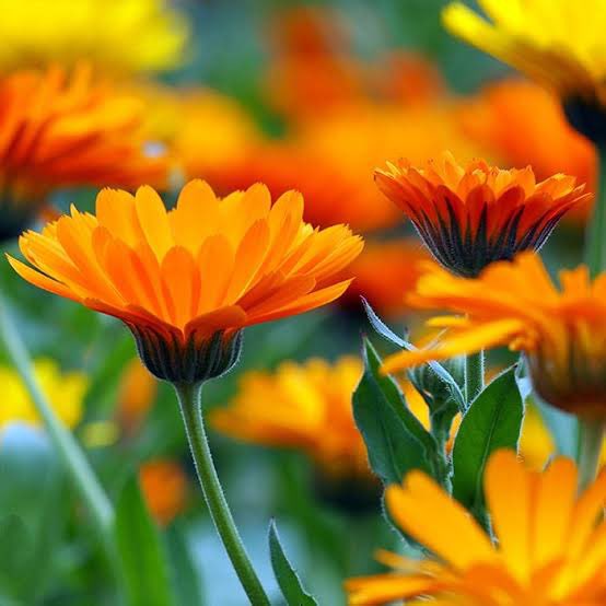 msbb_id's tweet photo. CALENDULA:
The flower you didn’t know your skin needed https://t.co/fppDnNum4c