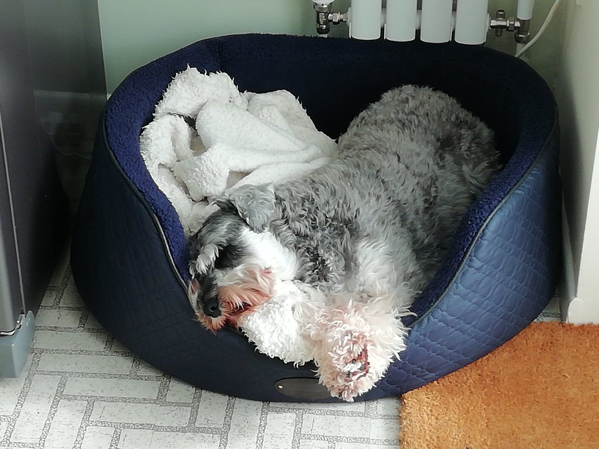 author_king's tweet photo. Percy our dog #chillaxing in today's barmy February warm weather. https://t.co/A0H8la9c54
