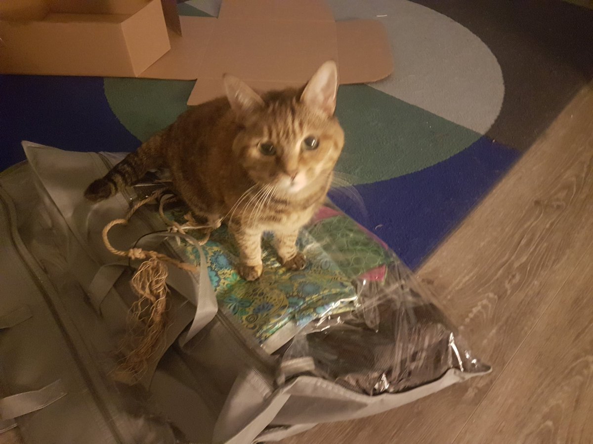 WhyNotTryThisT1's tweet image. I am guarding the stash. It&apos;s mine meow. #cats #sewing #fabricstash