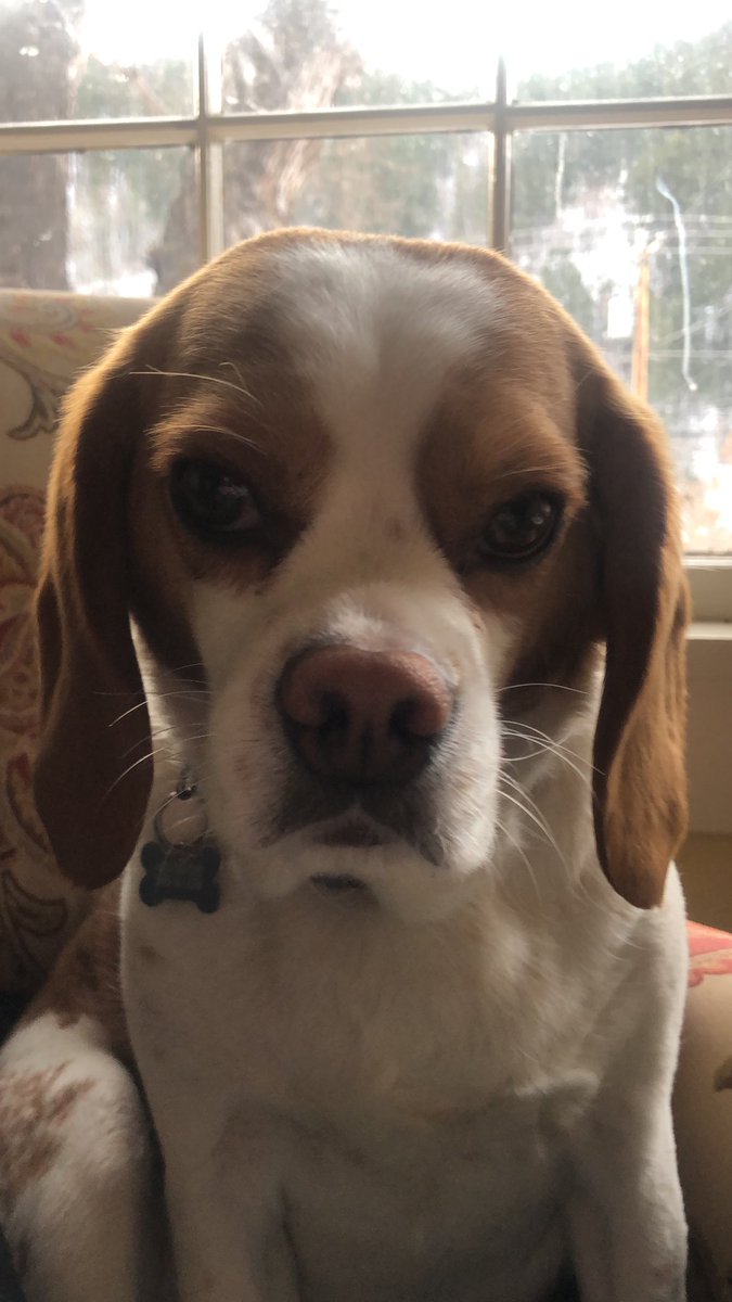 Beaglier_Bailey's tweet photo. Guess what it is my Birthday!! I am 4 years old today!! Love you all!! #dogs #dogsoftwitter https://t.co/Q6UY5gaqF4