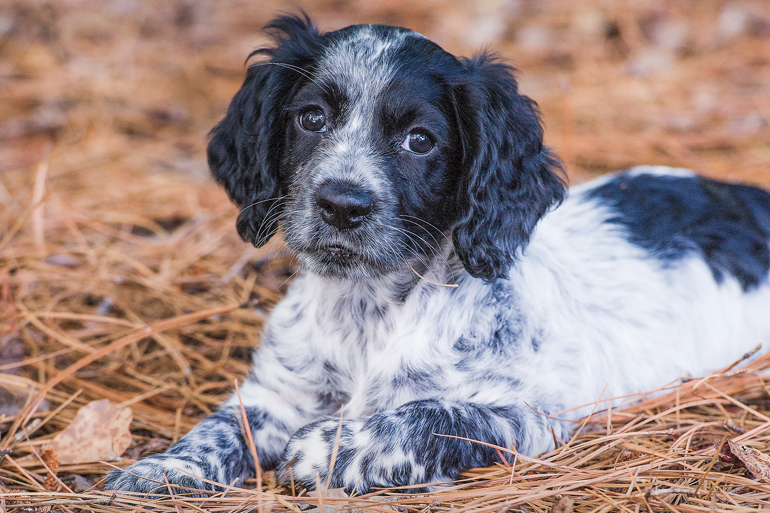 OUTDChannel's tweet photo. While learning never stops, our experts say the first 90 days are crucial for gun dog training.
@GunDogMag
https://t.co/VpCfM9axWv
#whatgetsyououtdoors #gundog #gundogmagazine #birddog #flushingdog #retriever #duckhunting #waterfowlhunting #wingshooting #uplandhunting https://t.co/GzBFcmJG65