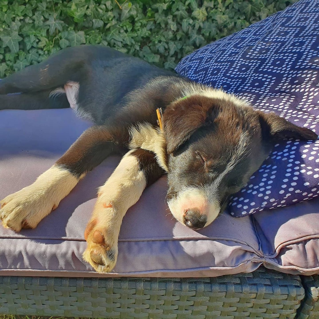 LifeAsACollie's tweet photo. Sun is shining time to nap outside #BestSeat #BorderCollie #MaxatHome #MaxthePuppy https://t.co/QRGCdgBjYV