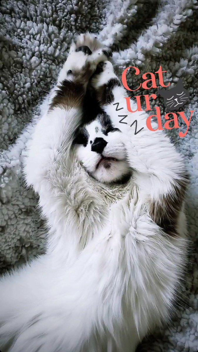 MrsTaugs's tweet photo. Happy Caturday Lovelies!!!

How can I resist just staying in bed all morning when I have a cute snuggle buddy sleeping away next to me. It's a great morning to take it easy. Hope everyone has a beautiful day!

#Caturday #CatsOfTwitter #cats https://t.co/BN8Ih6oOIj