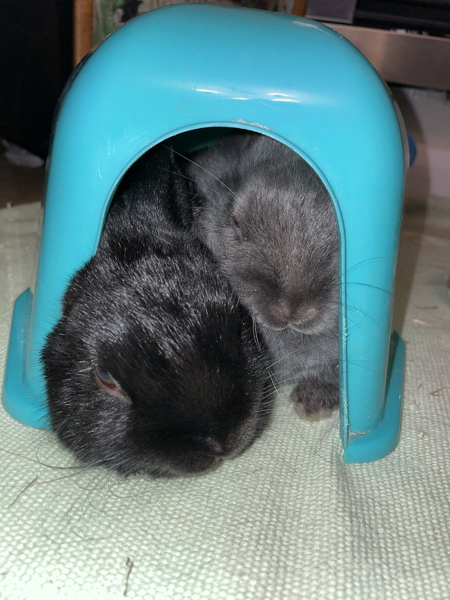 Ellie Porter tweet media