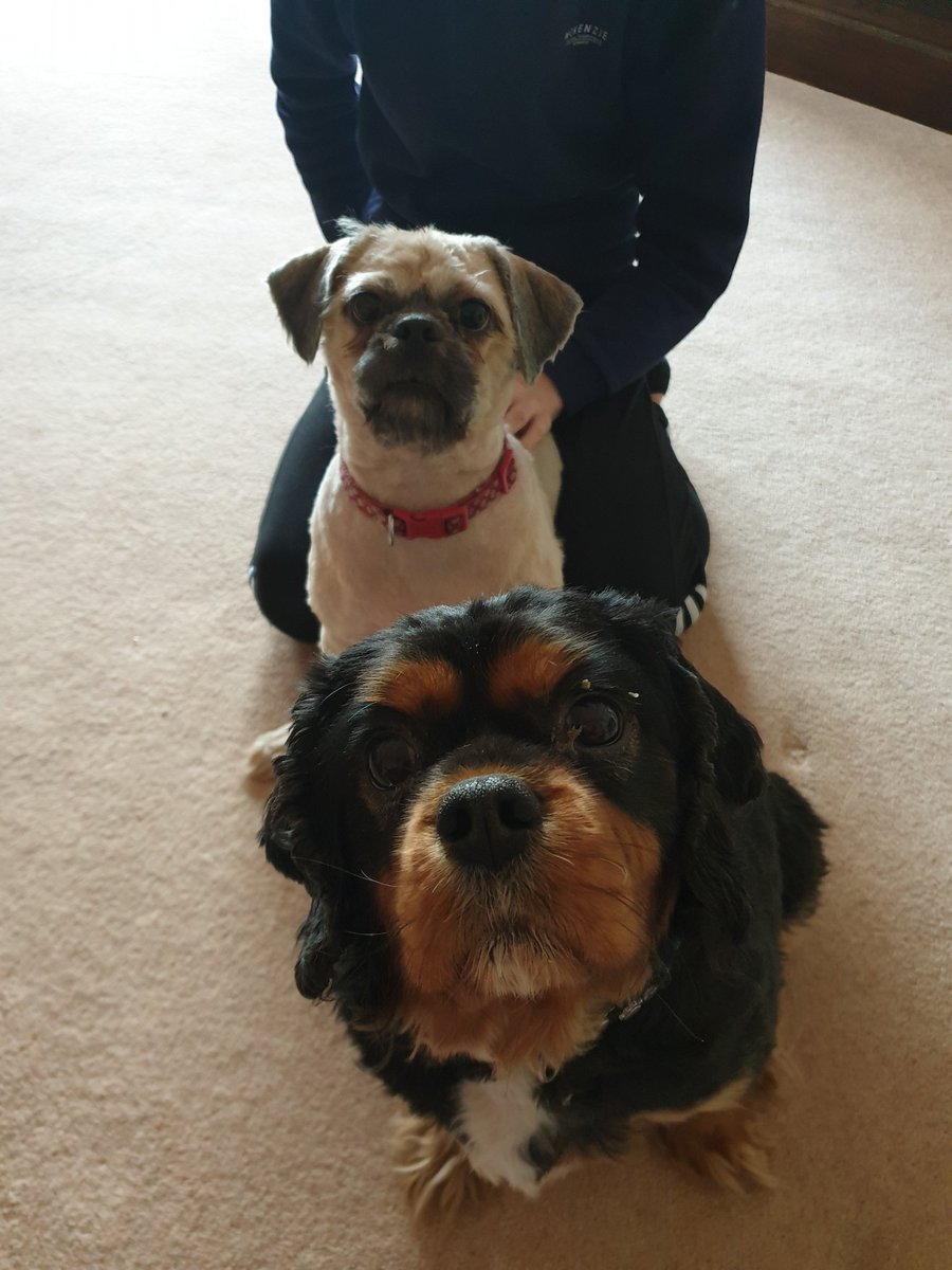 JohnMar5hall's tweet photo. @ibroxrocks People all over the world are suffering through lockdowns and the like. I want to raise awareness of the hidden victims of lockdown. Dogs who have to suffer the indignity of being groomed by their owners #TheRealVictims
😁 https://t.co/Rvjs8vXHUr
