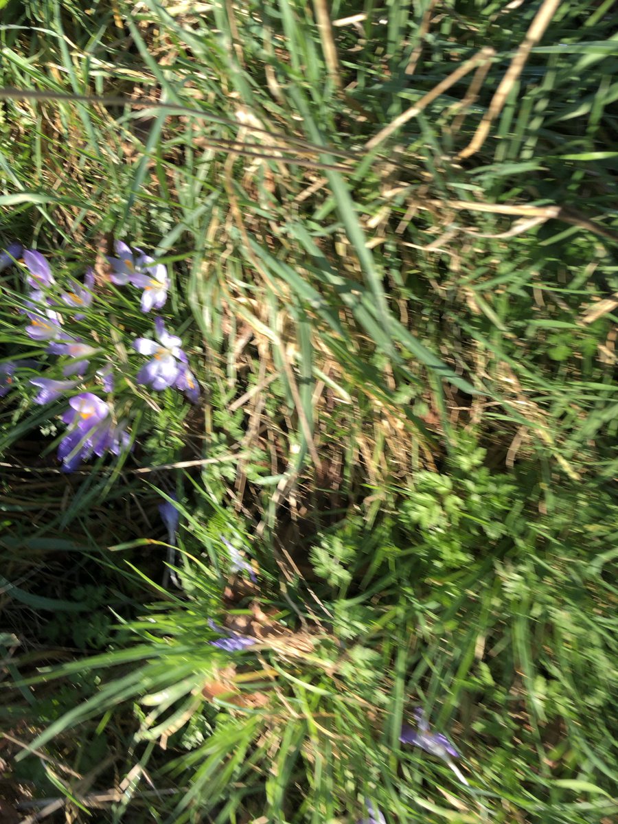 thecostumier's tweet photo. @MrsValean we had a huge walk to and in Cassiobury Park looking and listening to nature. 😀 https://t.co/h7HO8CJYkw