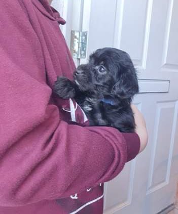 Milo__jackapoo tweet picture