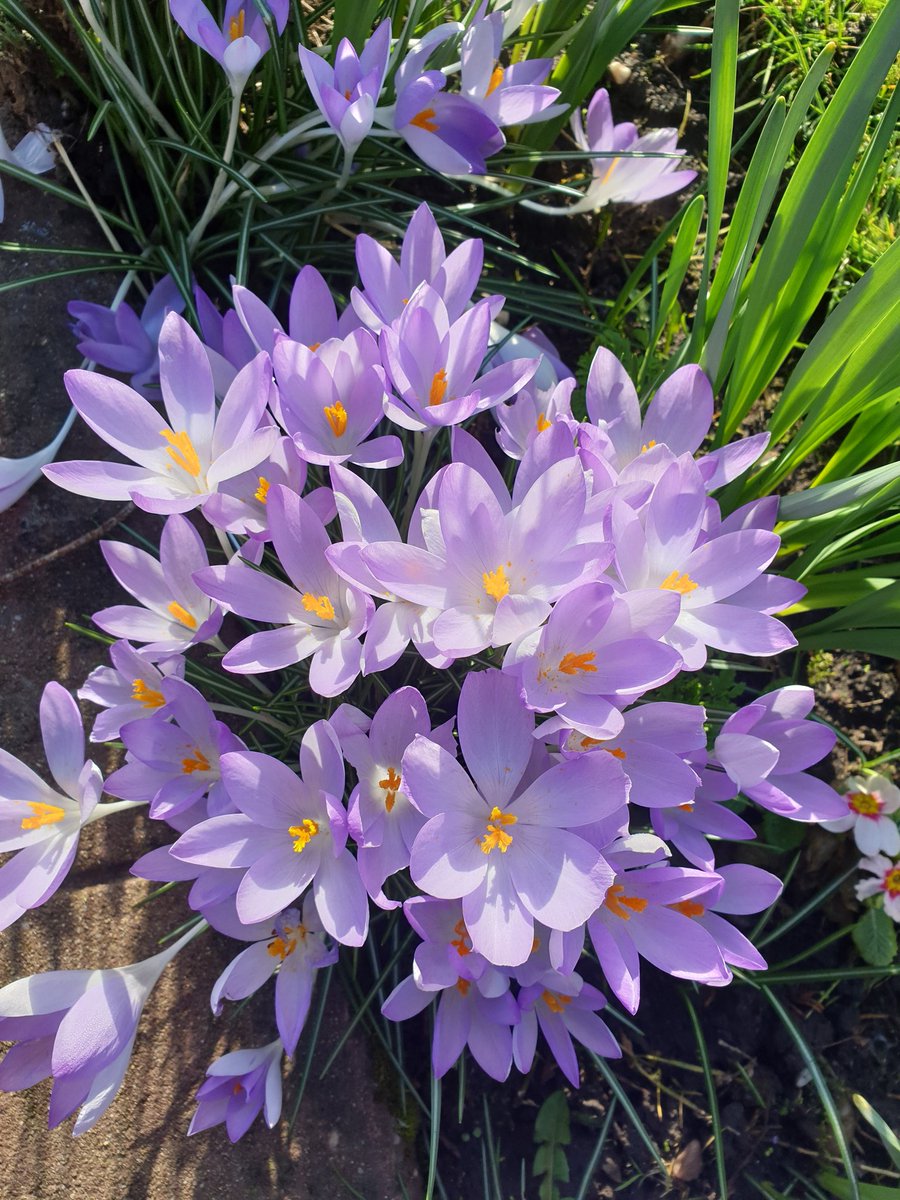 TTVBKA's tweet photo. Lovely to see the crocus and snowdrops flowering. Important early pollen source. https://t.co/gfNQed5qoT