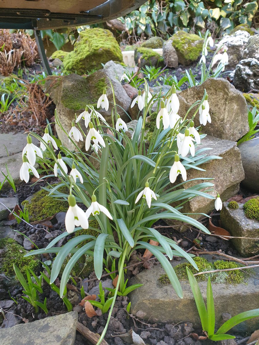 TTVBKA's tweet photo. Lovely to see the crocus and snowdrops flowering. Important early pollen source. https://t.co/gfNQed5qoT