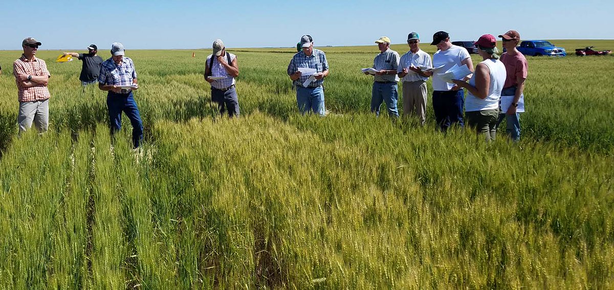 Thanks for the mention! uswheatassoc: There's a wide range of U.S. breeding programs developing #wheat varieties adapted to production constraints while meeting customer end-use needs. Learn more about what breeders in Wyoming are focusing on at …