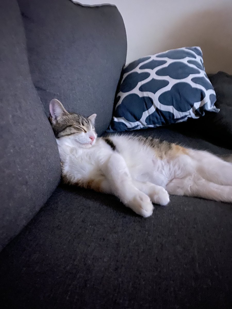 Happy #caturday 💕