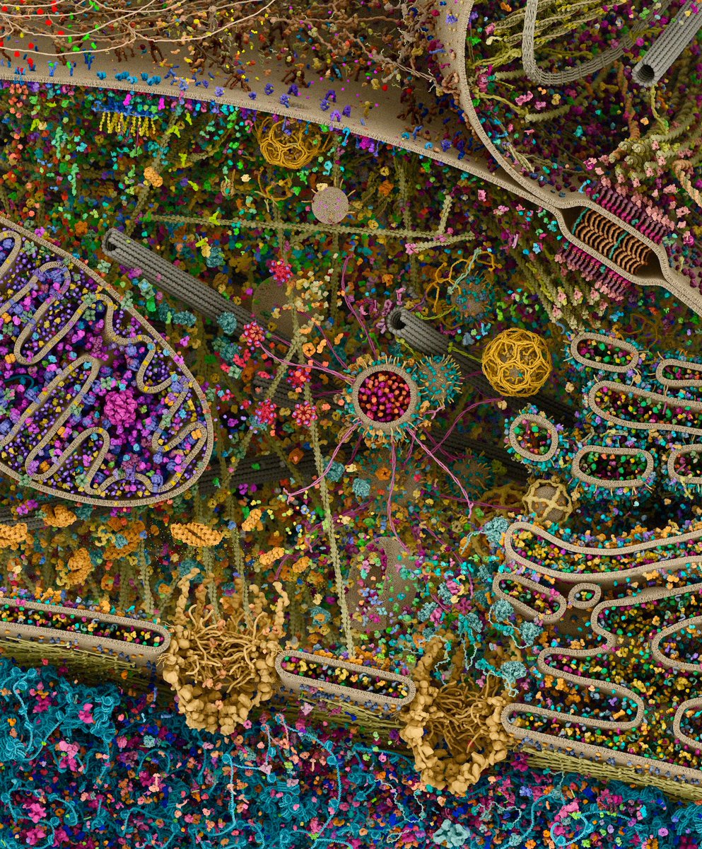 intahyebatameez's tweet photo. The most detailed #model (rendering) of a #human #cell to date, obtained using x-rays, #nuclear #magnetic #resonance, and #cryoelectron #microscopy data sets.

We're made of #glitter, bois ♥️

#naturedidntfailus #wefailedourselves https://t.co/7gNBkaG8Ld