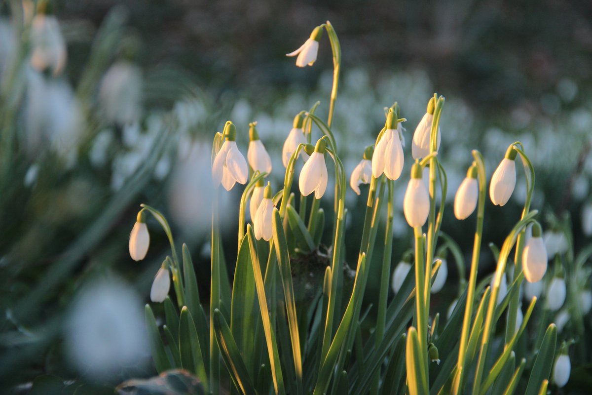 "Geluk hangt meer af van hoe je het leven beziet, dan van wat er gebeurt." In deze tijden is het belangrijk om te genieten van wat er wél kan mag en is. Zo werden wij ontzettend blij van deze sneeuwklokjes, die een weekje na de sneeuw zich vrolijk toonde in onze kloostertuin.