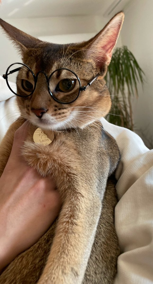 Bang_Garrx's tweet photo. HAPPY LEON DAY!🎂🎉

💚💚💚
#HappyLeonDay
#LeonBestCat
#LeonKucing
#LeonWayV
#LeonNCT https://t.co/5JiKHZ9HJh