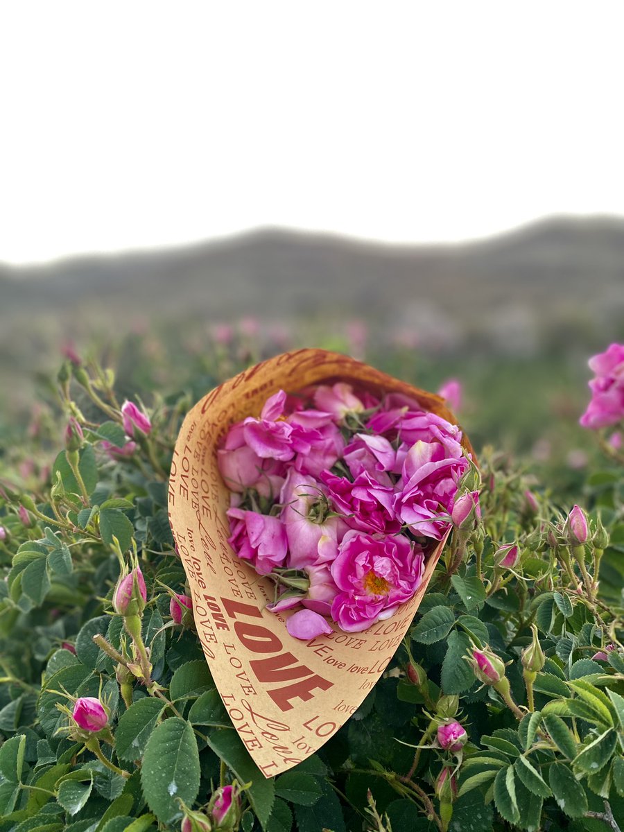 azam798's tweet photo. في بساتين الهدا بين الورود ..
مزرعة سالم بن مشيهيب بمدينة #الطائف 
تتنفس وردآ https://t.co/dkfcMv6pjz