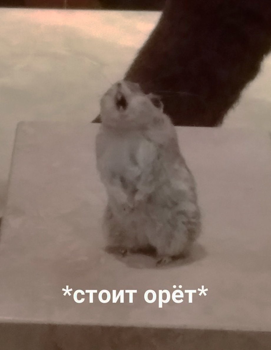 стой братцы стой кричит мартышка. высказывания о прошедшей любви. сидит орет молча мем. стой кричит. опоссум орет.