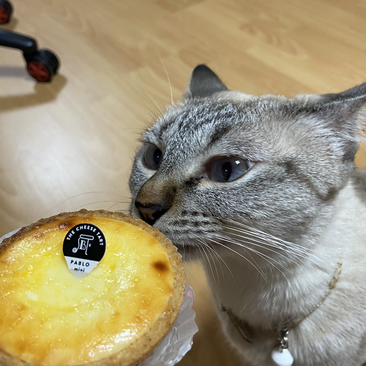 HEWJING_twt's tweet photo. ใครไม่หิว หิวจิงค่ะ #휘징 #고양이 #สารคดีหิวจิงประจำวัน https://t.co/iOjVHNq1dL