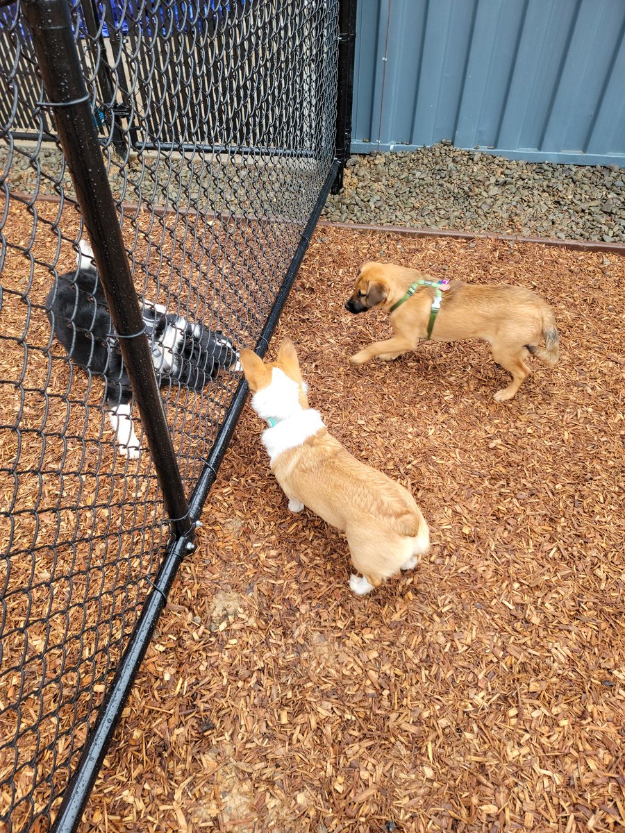 New friendships were made on the first day at #BarkSocial Dog Park.