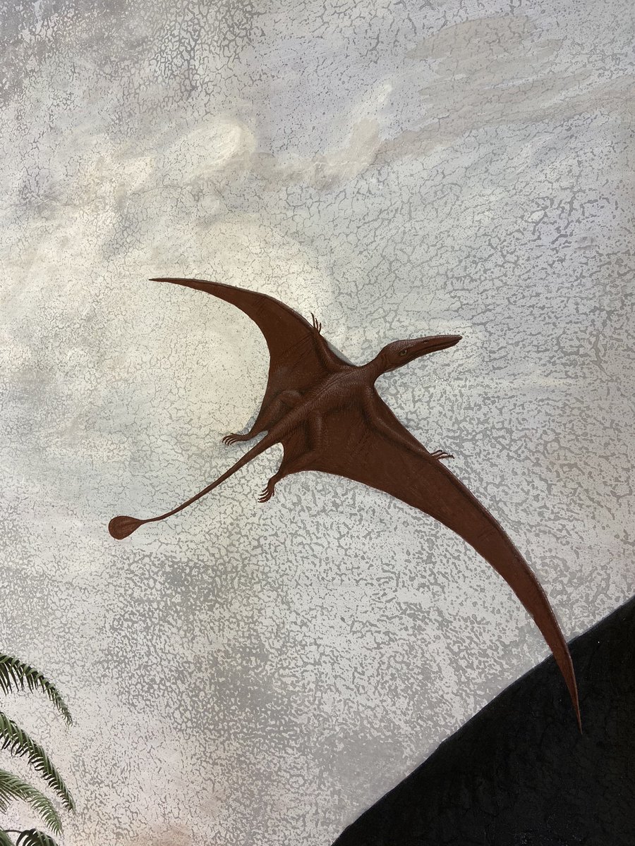 yalepeabody's tweet photo. Lotta folks claiming they’re into extinct flying reptiles, but can anybody name this pterosaur genus?
#AgeofReptilesMural #DailyDetail https://t.co/lRVPurDAoF