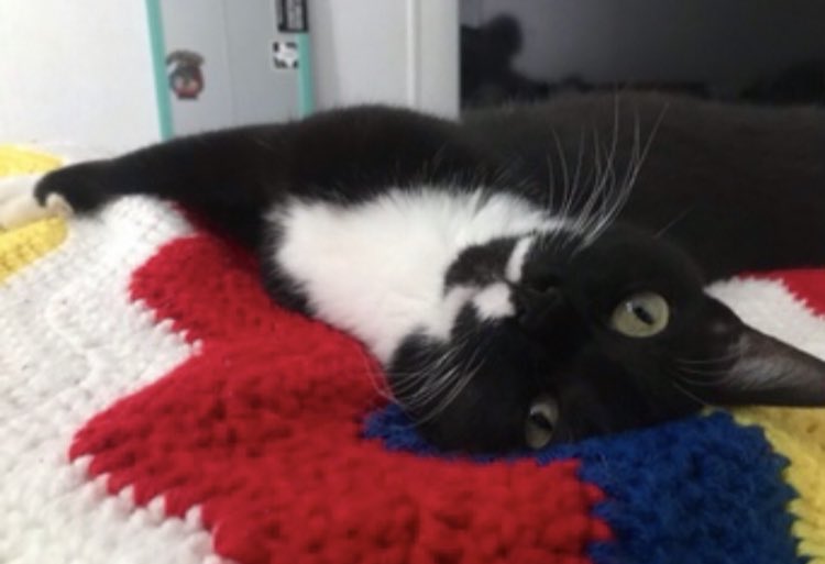 lost cat in san marcos!! she’s very sweet and friendly, she doesn’t have a collar, and is pretty small in size. she got lost on w san antonio street, please keep an eye out. :((