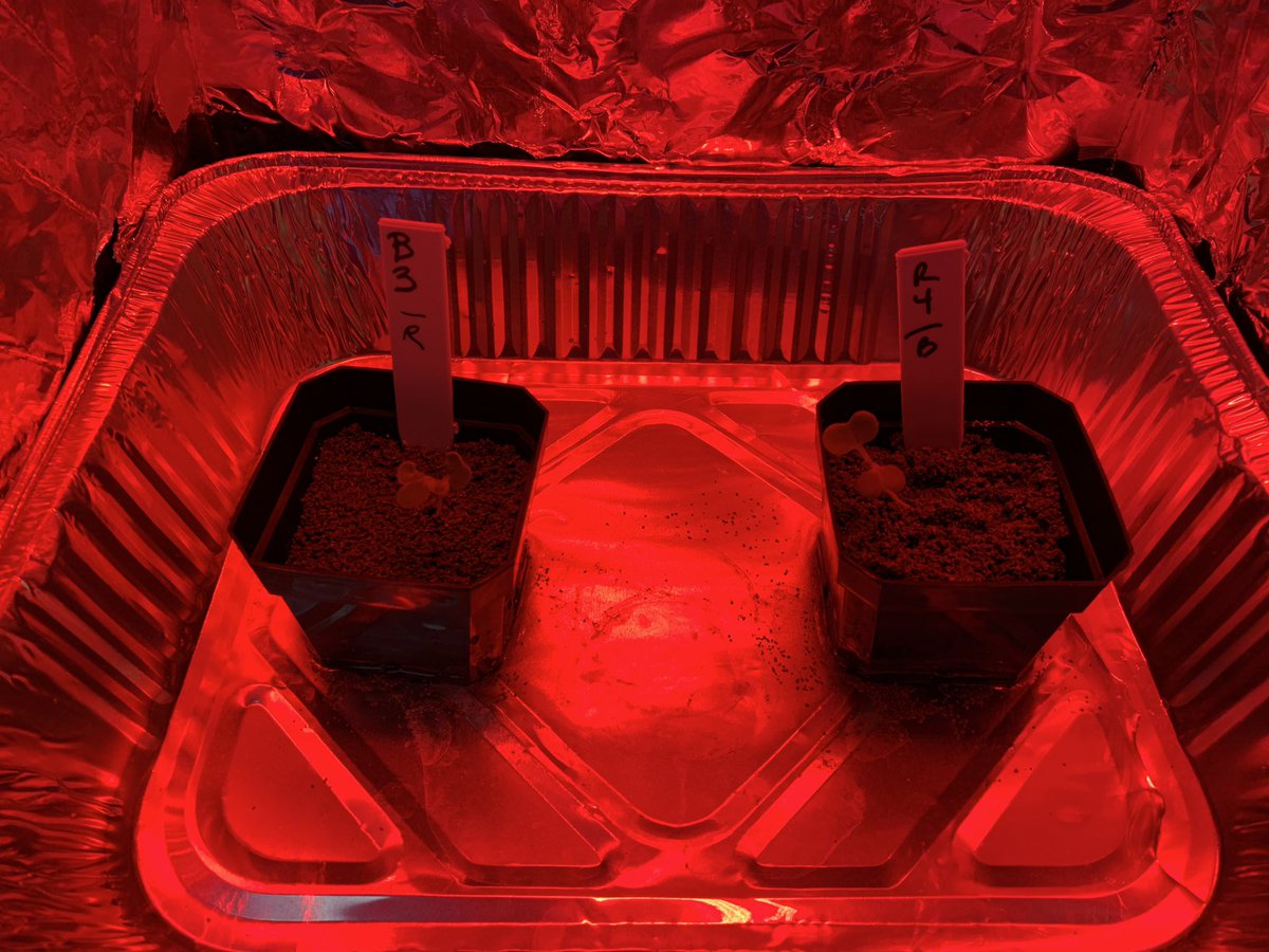 MrsAtkinsTMS's tweet photo. Our @GrowBeyondEarth @ExploringPlants @UFEarthSystems hybrid experiment is off to a great start! One damaged plant is trying to survive! Can’t wait to see which color grows the best! @Burrell_Sammy @DrakeDG #GUTR @TradewindsMS @beckysubin1 @KirkwoodSr @Sabrins29 @PBCSDScience https://t.co/Euhlo0wFVe
