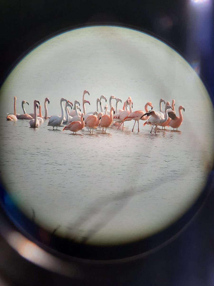 Vandaag waren er 33 prachtige Flamingo's neergestreken op de #Kraaijenbergseplassen bij #Beers gemeente  #Cuijk. Geweldig om te zien. Prachtig.