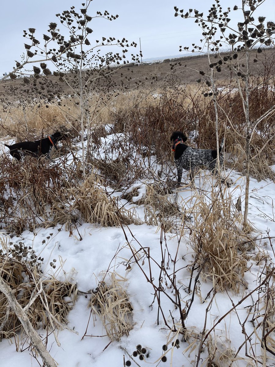 A little training with the pups before a weekend at <a href="/LegacyAcres/">Legacy Acres Hunting Club</a>