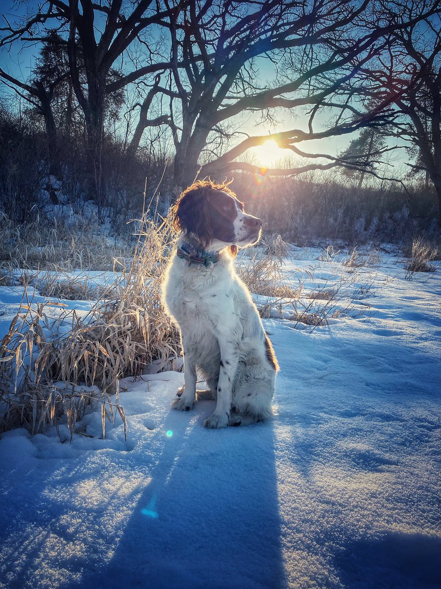 just2dogs's tweet photo. There was magic in the woods this morning. Dad was there. https://t.co/QrpFnLRBDm