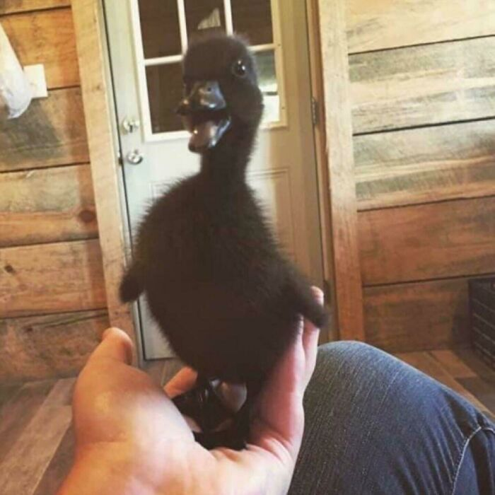 GoLoveAnimals's tweet photo. https://t.co/VLTIsXF0gs