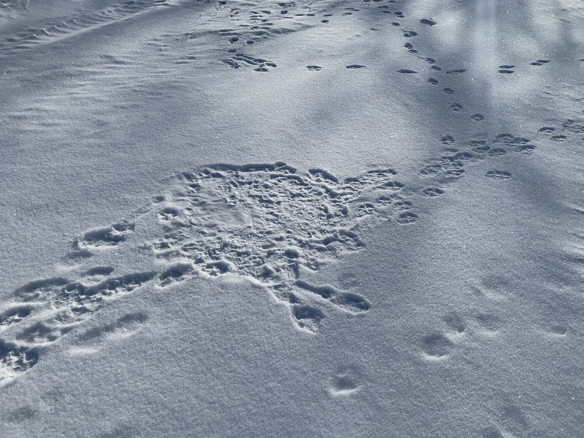 URmicro's tweet photo. WFH Day 327 - Fresh snow provides strong evidence that my co-worker got up — and got to work — before me. https://t.co/5DWaDUdkaE