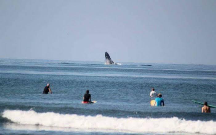 HectorAstudillo's tweet photo. 2020 fue el año de las ballenas en Zihuatanejo, en 2021 continúa el avistamiento de estos ejemplares en las cálidas aguas de este destino turístico guerrerense. https://t.co/yhiv7LAfDC