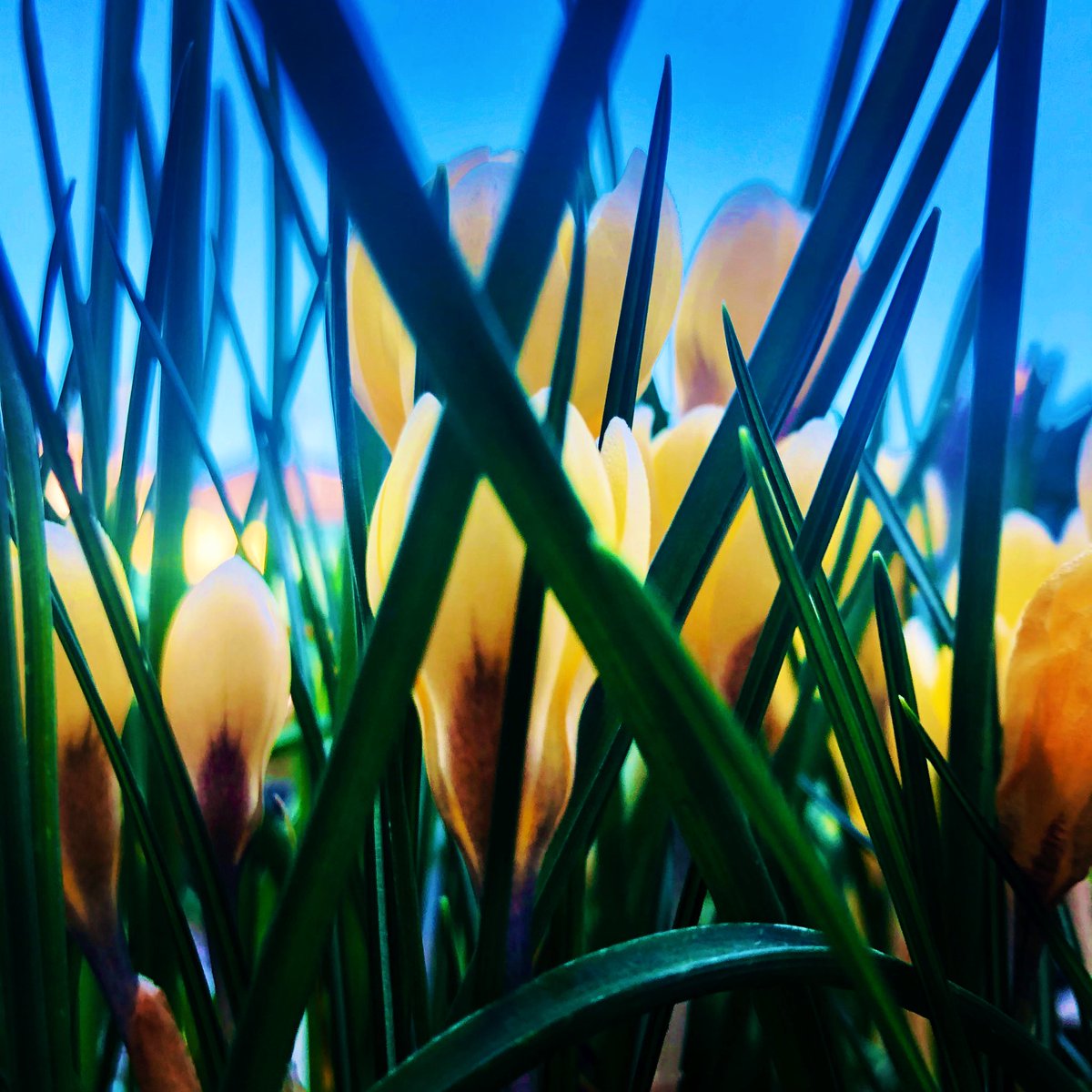 theartcriminal's tweet photo. My fave photo of today. Stuck my phone in the crocus pot on a 5 second timer and this is the result. https://t.co/9gFEUszLm7
