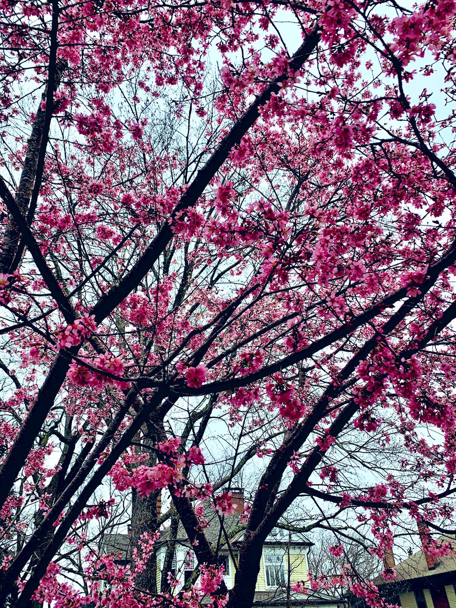 RobinKTriplett's tweet photo. Foggy and 51ยฐ #LongRun #February100 ๐๐ผโโ๏ธ๐ธ๐ค https://t.co/eY6qFKkMhh