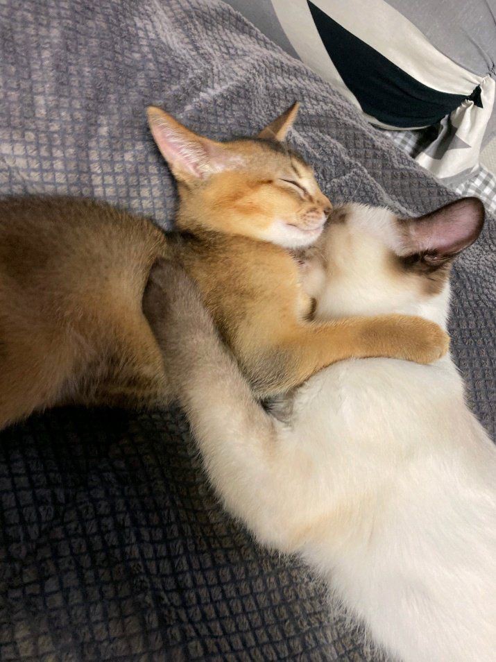 xnxlsjjs's tweet photo. yaa leon ulangtahun semoga leon ga kek bella ya nak😔 sehat terus yaa nak jangan nakal sama bapak mu😽 
#HappyLeonDay
#LeonBestCat
#LeonKucing
#LeonWayV
#LeonNCT https://t.co/SuhrFXPwXa