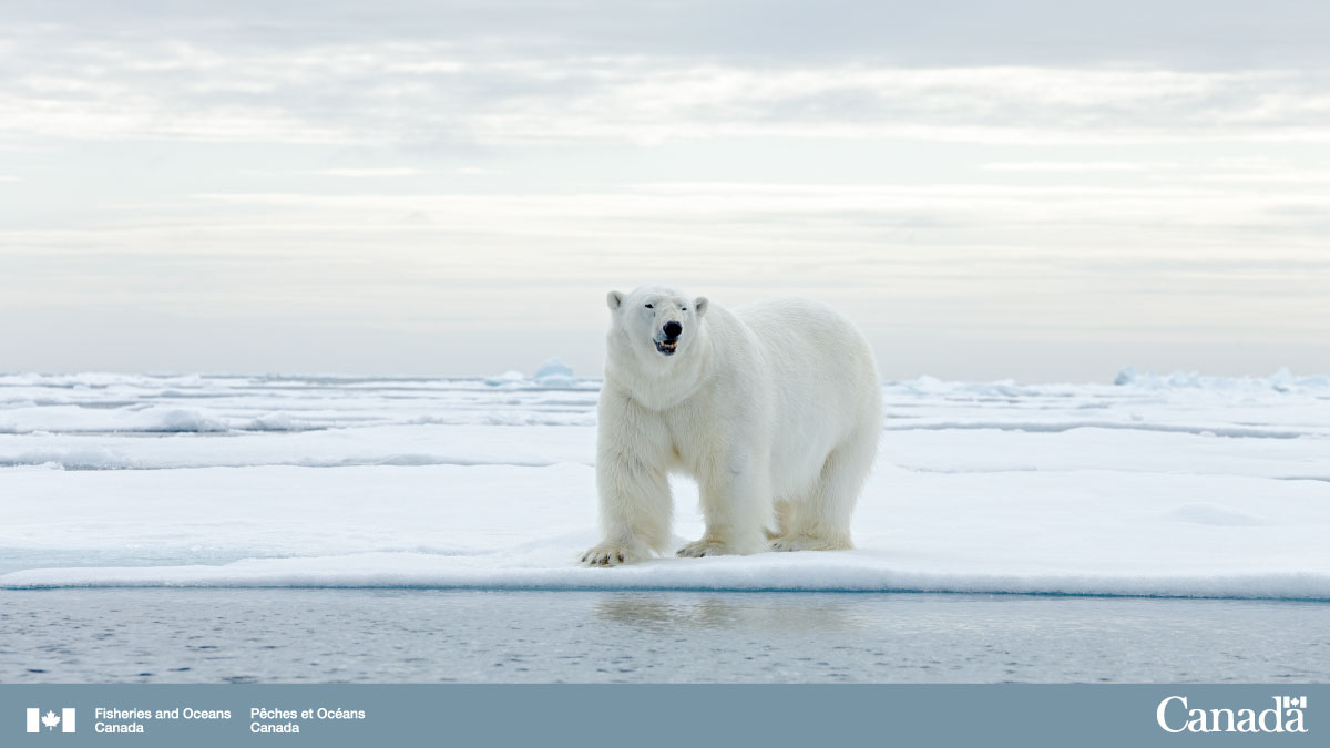 Happy #PolarBearDay! #DYK that the polar bear's Latin name 'Ursus Maritimus' translates to 'sea bear'? You can find these resilient creatures in the Tuvaijuittuq Marine Protected Area. Learn more about this sanctuary: ow.ly/kAWx50DLcdB