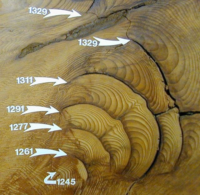 geekshe's tweet photo. You know how trees have rings, and the rings differ if there's a forest fire or a drought? Well, 2020 left a distinct ring that we all share. Be kind to yourself. It's not your fault that the tree of your life has a distinctive 2020 ring. #compassion https://t.co/ivDEWqsbGt https://t.co/07Kdu0RAJN