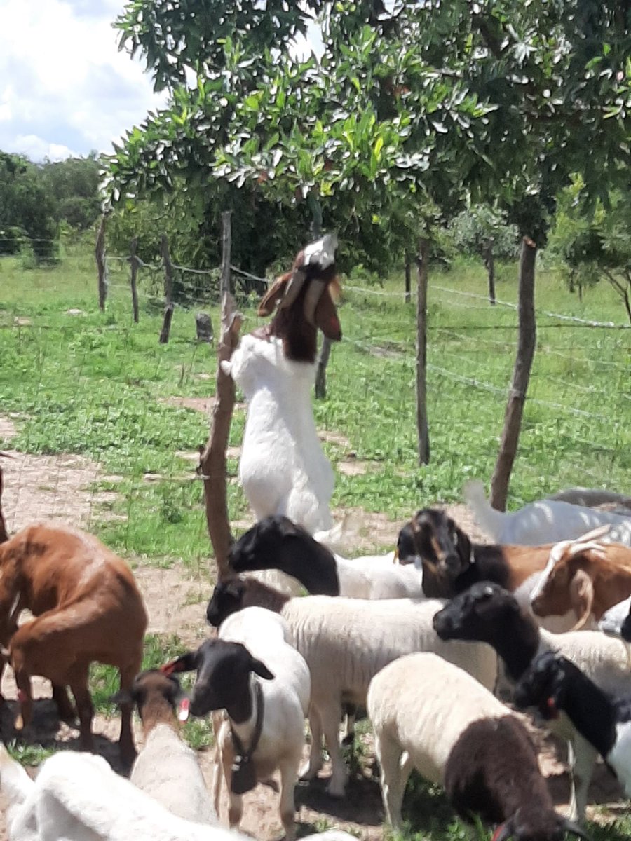 ICTin Agriculture tweet media