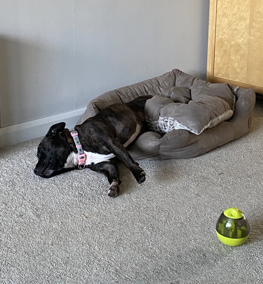 Dora the Staffie and Mum Helen tweet media