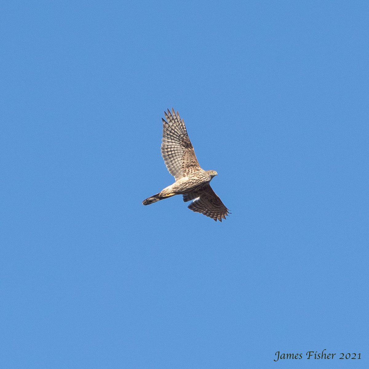 j2fisher's tweet photo. Goshawks and Hawfinches again this morning. A few Brimstone butterflies about and saw my first Slow Worm of the year too. https://t.co/ByJ14kXKFO