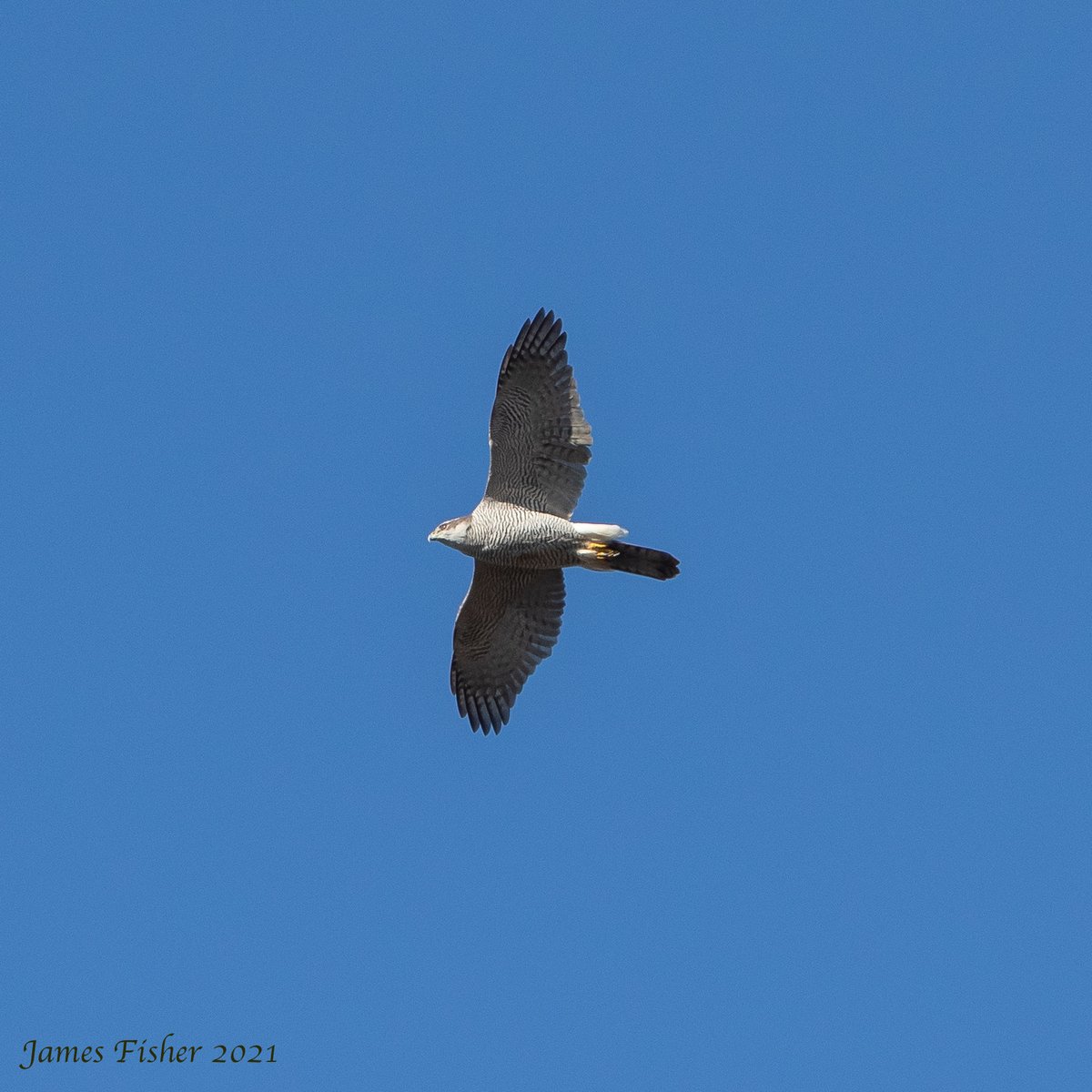 j2fisher's tweet photo. Goshawks and Hawfinches again this morning. A few Brimstone butterflies about and saw my first Slow Worm of the year too. https://t.co/ByJ14kXKFO