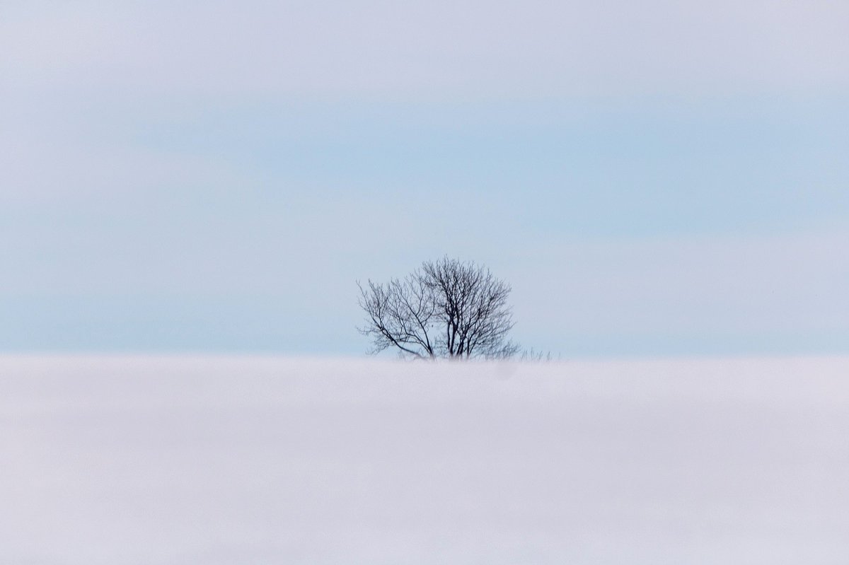 KFlanaganphotos's tweet photo. Beautiful silence #WINTER #trees #snowfordays #nature #photo https://t.co/F4wB56Pa3q