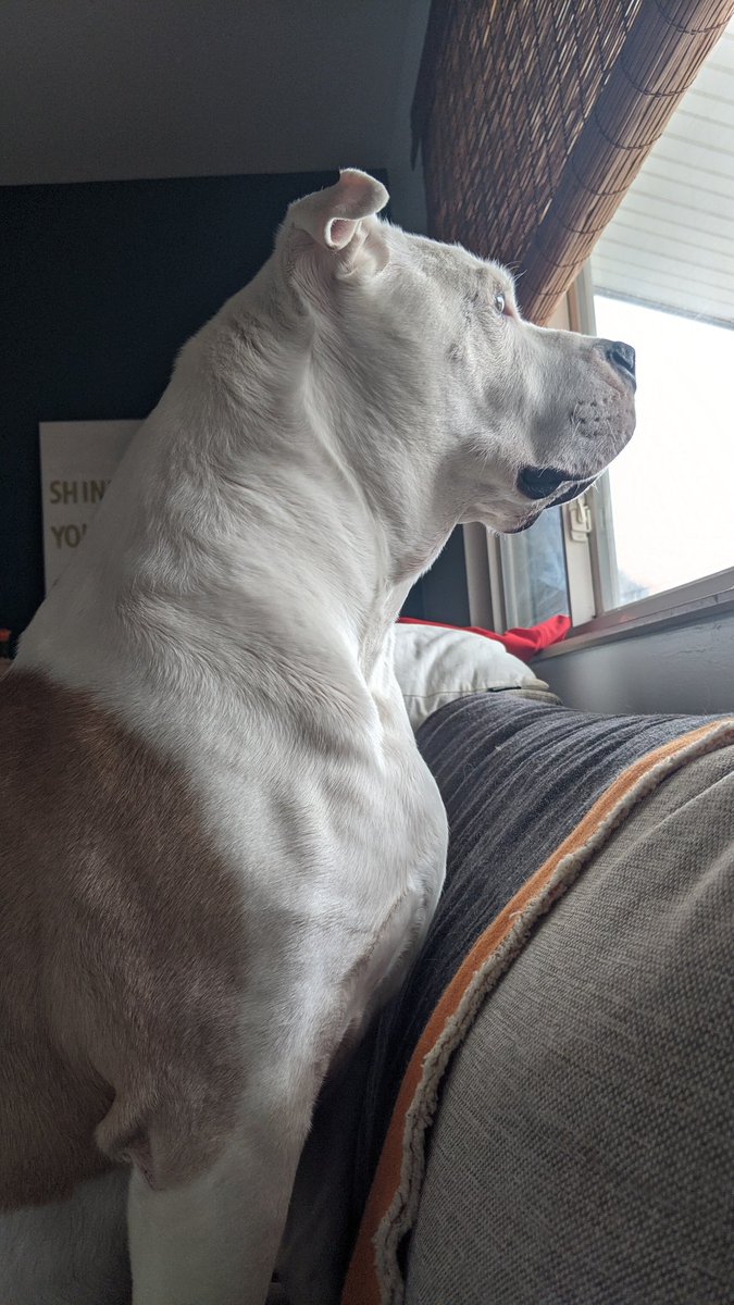 MamaSchalk's tweet photo. This is our plan for today. #GrahamsWorld #dogsoftwitter https://t.co/6SM8a14Pyo