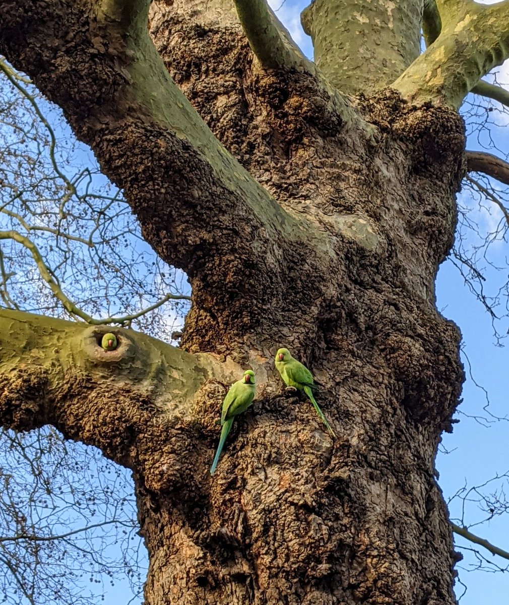 I came across these feathery beauts on a gorgeous #Spring walk 🦜☀️ #VisitLondon #birdsoflondon #nature #birdwatching #naturelover #ClaphamCommon #alwayslookup #naturephotography