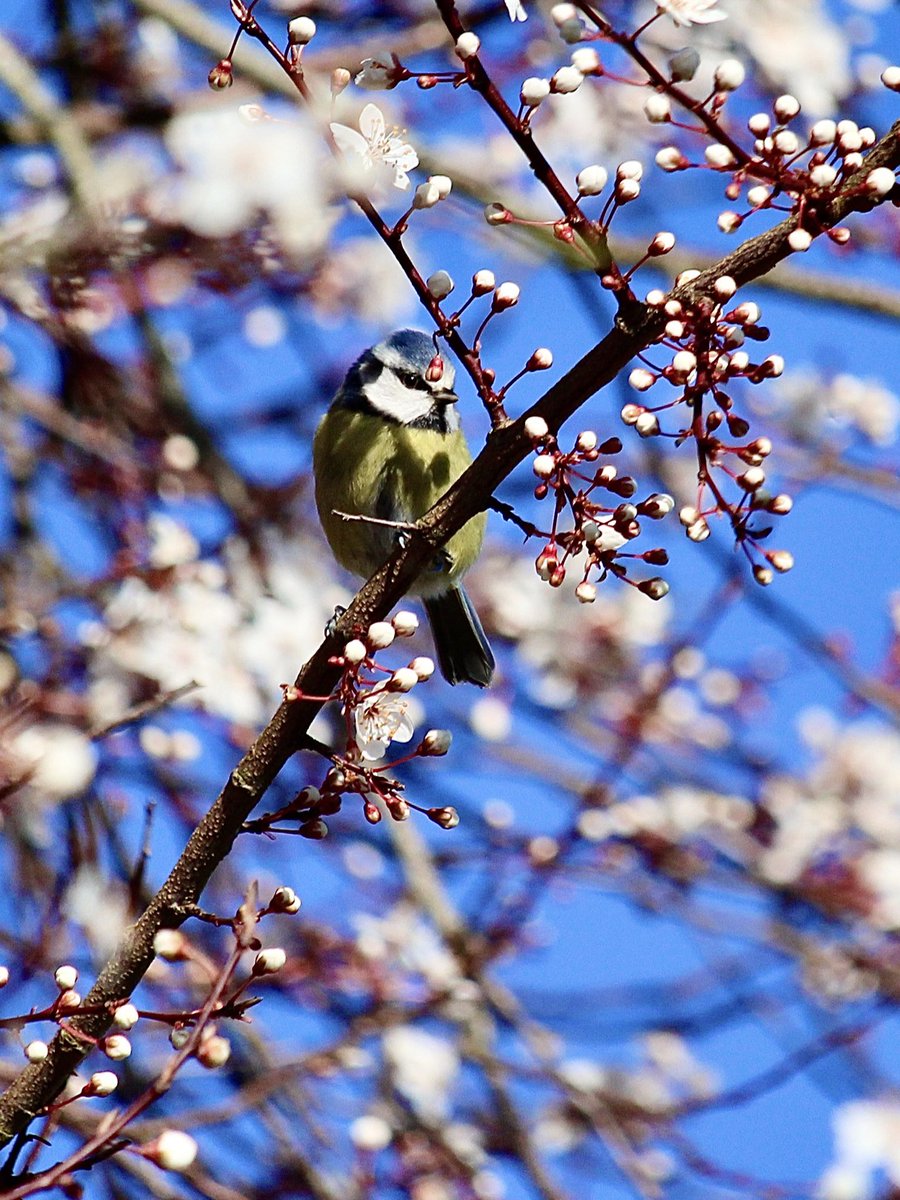 This tree has been humming with bees, singing with birds and giving out a lovely scent on this beautiful day  #cherryplumtree #mygarden #loveit