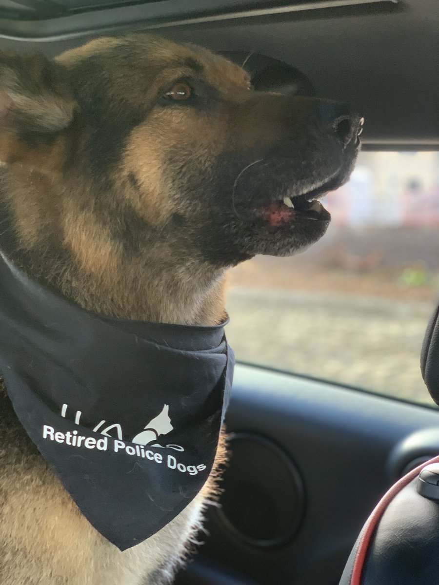 It’s been nearly a month since our last update ... 🤞🏻🤞🏻 were still stable with no relapses , Big T had his first hydro in the pool and not the treadmill today , he’s also been kissing other women !!!! We will try to upload the video at some point.