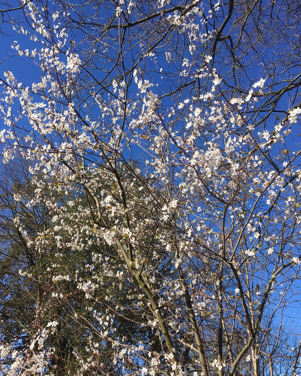 GuildfordnBloom's tweet image. This Cherry tree belongs to one of the TeamGIB members who says it never lets her down in early spring and with this beautiful blue  sky it looks just lovely 
#spring #springiscoming #springisonitsway #blooming40 #cherrytree #cherryblossom #guildfordinbloom